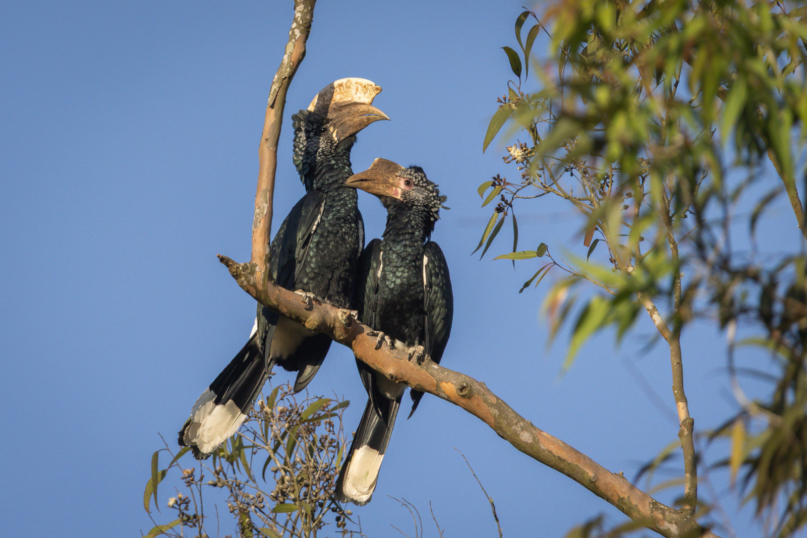 image Silvery-cheeked Hornbill